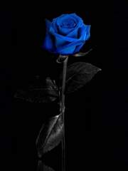 [변백현] 조커와 퀸 