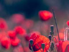 남들이 별로 관심도 흥미도 없는 주제를 혼자 계속 얘기하는 사람을 뭐라고 부르는줄 아시나요?