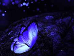 죽은자의 넋은 하나의 나비가 되고