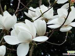 [망무] 오매불망 [寤寐不忘] . 01