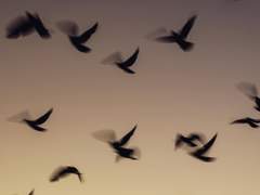 [바레타] 설정 관련 분석 및 짧은 썰.