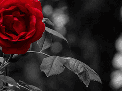 그 저택에는 누가 살고 있을까.