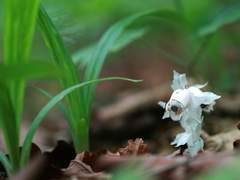 이연이랑/ 나도수정초