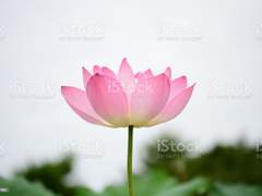 등전만리심(燈前萬里心)_2