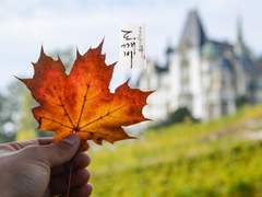 단풍잎을 잡으면