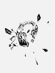 [옥케이] 모스카토