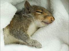 대장님은 왜 산책을 나오지 않았을까 #2