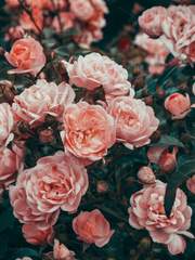 사랑이 가득한 호그와트