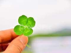 네잎클로버