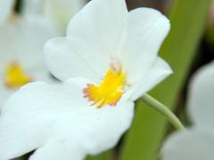 밀토니아를 보게 되면 너를 생각해