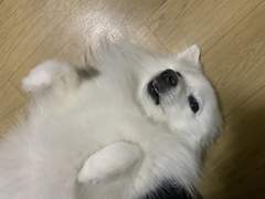 만약에 어전 죽어서 수정공 울생각