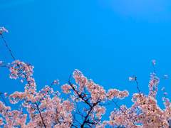 코코넨네를 끝마치며