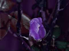 어느 기사의 기도