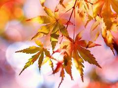 [루이타마] 롱 포어