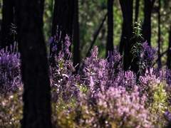 소심한 말 더듬이