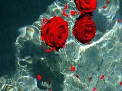 [ 캣버그 ] 마지막 메세지