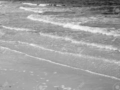 전쟁 속에서 피어나는