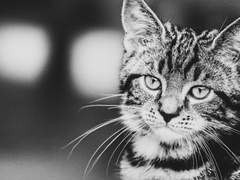 인형과 사채업자