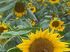 찍은이, 황희정 [이별이 오늘 만나자고 한다](외 1)