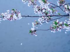 떠날 리, 벚나무 화