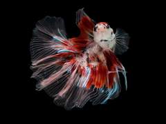 드넓은 바다 속의 작은 물고기