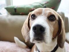 [방탄_제이홉] 어서와, 미친 비글은 처음이지?