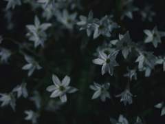 春光乍洩 춘광사설