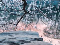 뷘터 베르단디 캐해(2)