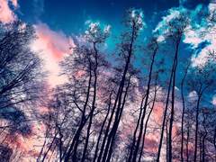 테시안 코튼 | 21 | XX