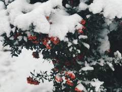 겨우살이가 기다리는 사람