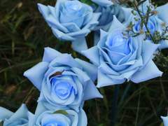 푸른 장미의 꽃말은 불가능, 기적