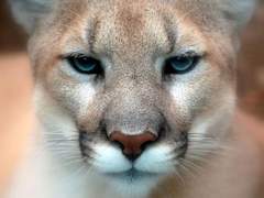 개취 범벅 섹피 세계관 표솜