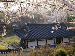 오월, 그 고운 미소를 그리워하오.