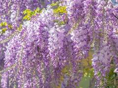 아키사와 나나미 | 23 | XX