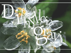 투명함과 청초함