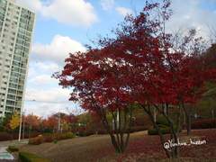 [윤화] 튜닝의 끝은 순정이라던데