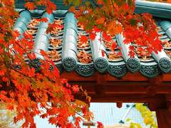 [바리] 이상하고 아름다운, 가을