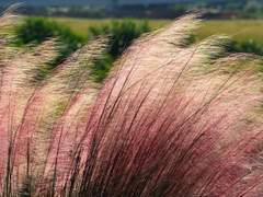 [천월애] 사계 中 가을