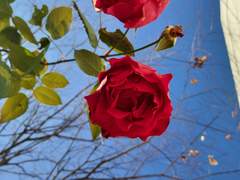 티테는 요한을 사랑한다 (티테요한, 요한티테)