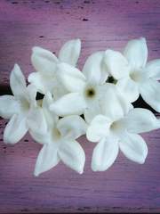 Stephanotis