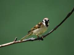 진혼 : 天佑神助 (천우신조) 上