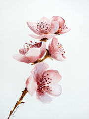 하루노 사쿠라를 내가 너무 사랑해서