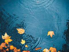 등전만리심(燈前萬里心)_5