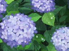 아츠쿄카 비 내리는 날의 기적 썰