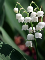 문스독 다자아츠