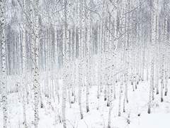 [동기조] 기억의 숲을 헤매다