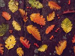 크릭파르페 : 프로필