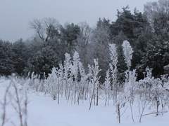 피타요름 서양시대물AU