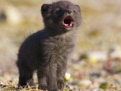 늑대수인 정국 X 금수저 인간 지민 썰 시즌1 01