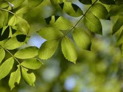 지팡이 목재: 서양물푸레나무(Ash)